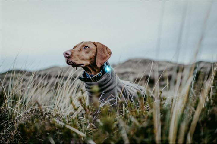 Image du produit Orbiloc Safety Light Dog Dual (Taille unique, Chien)