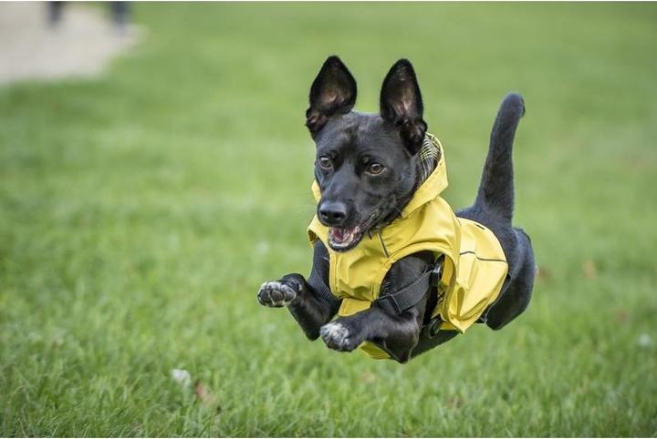 Image du produit Chiara Scotty (L, Manteau pour chien)