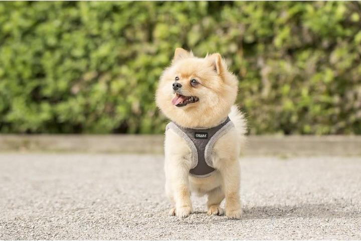 Image du produit Chiara Soft (Manteau pour chien)