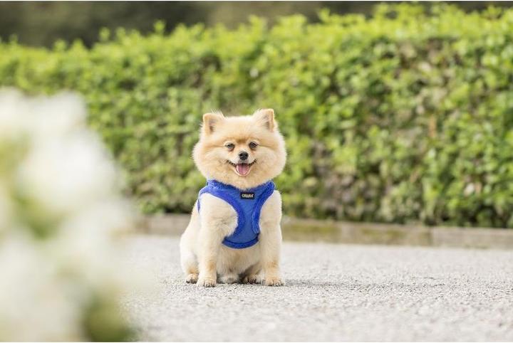 Image du produit Chiara Soft (Manteau pour chien)