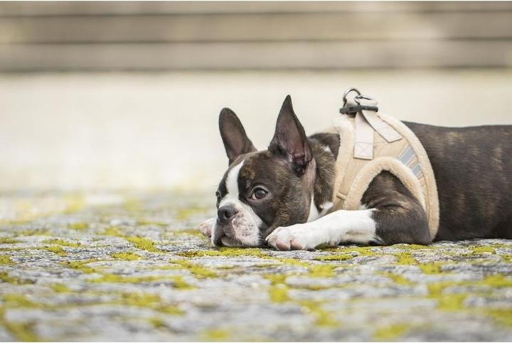 Image du produit Chiara Soft (XS, Manteau pour chien)