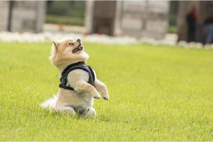 Immagine prodotto Chiara Morbido (S, Cappotto per cani)