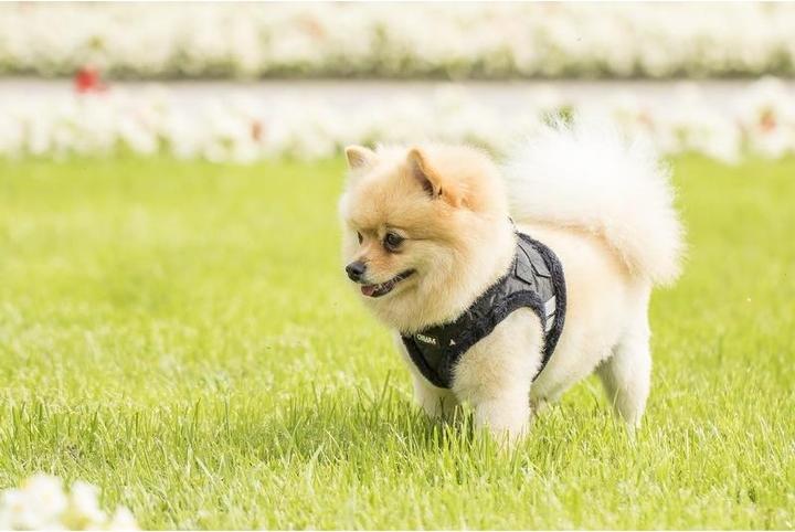 Immagine prodotto Chiara Morbido (S, Cappotto per cani)
