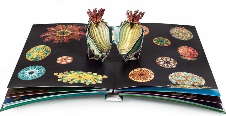 Produktbild Wunderwesen aus der Tiefe. Ernst Haeckel (Deutsch, Ernst Haeckel, 2015)