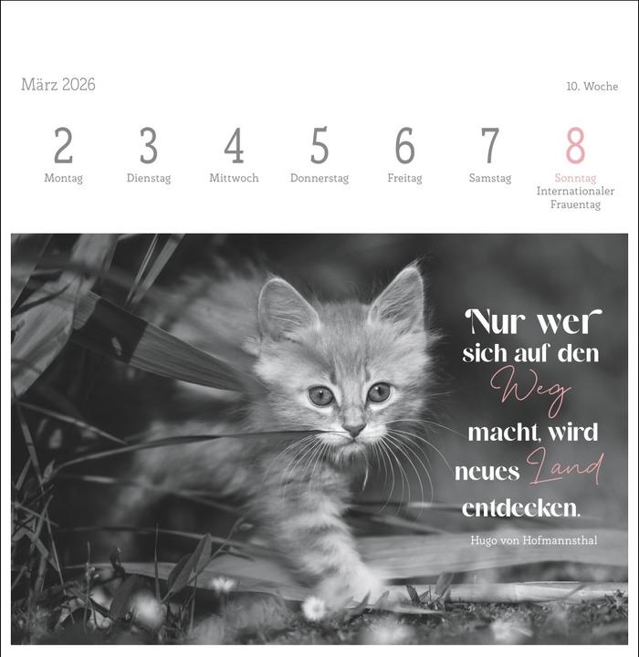 Produktbild Katzen Weisheiten Premium-Postkartenkalender 2026 (16,5 x 17,7 cm)