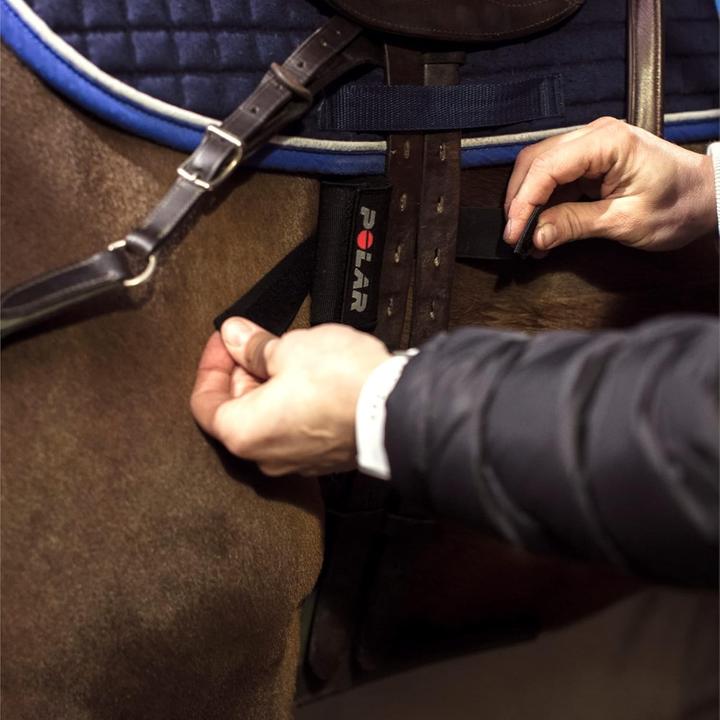Produktbild Polar Equine borstband voor paardrijden