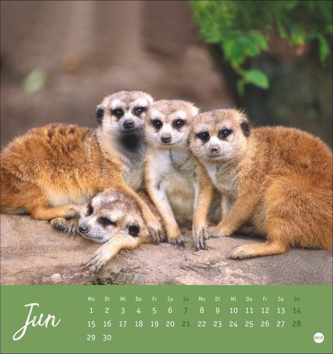 Produktbild Erdmännchen Postkartenkalender 2026