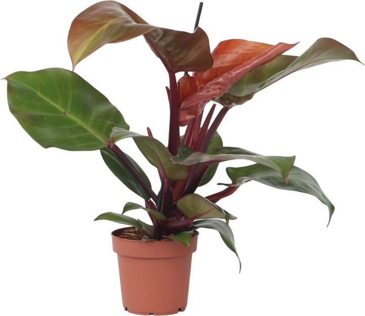 Actual product image Plant in a Box Philodendron Sun Light - Tree Friend (20 cm)