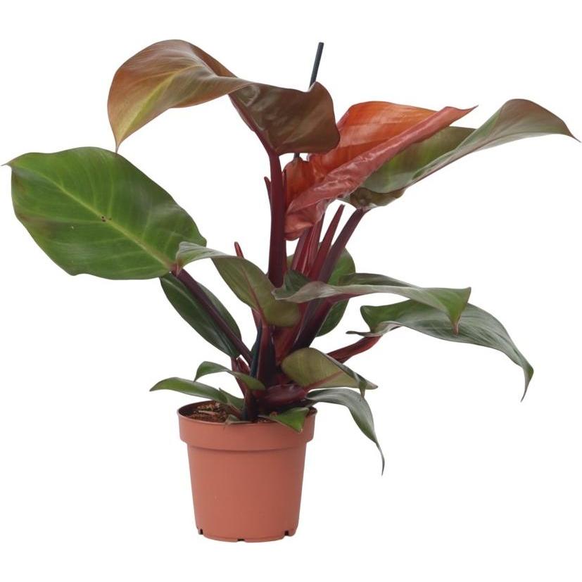 Plant in a Box, Pflanzen, Philodendron Sun Light - Baumfreund (20 cm)