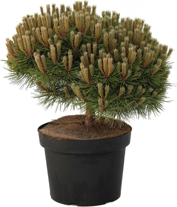 Actual product image Zulauf Zwerg-Schwarz-Kiefer / Pinus nigra 'Marie Brégeon' (35 cm)