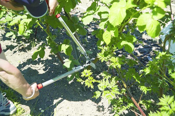 Image du produit Felco Ciseaux à deux mains 210A-60