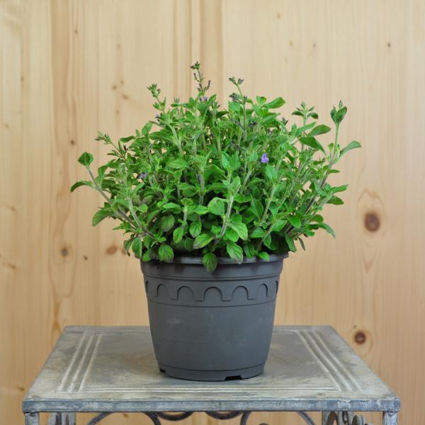 Produktbild Säntispracht 3 er Set, Die duftende Bergminze - Calamintha nepeta Marvelette Blue (35 cm)