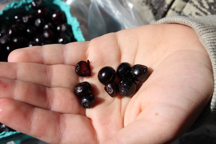 Produktbild Lubera Heidelbeere Huckleberry Pacific Spear