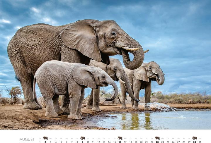 Produktbild Elefanten Kalender 2026