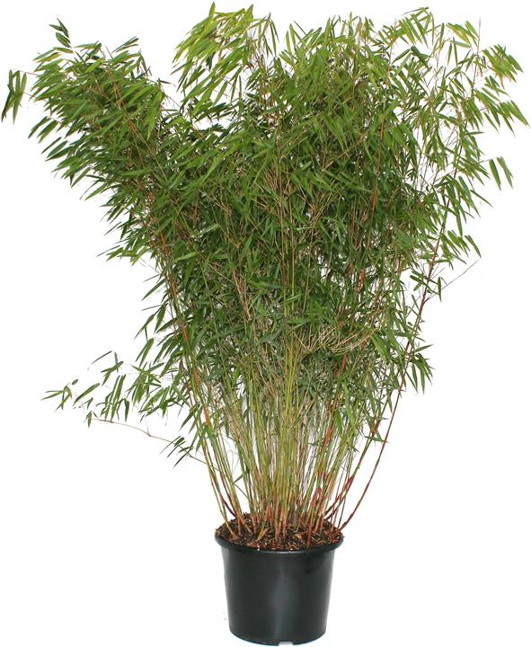 Produktbild Zulauf Garten-Bambus / Fargesia sca. 'Asian Wonder' (125 cm)