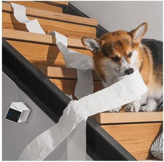 Immagine prodotto Petcube Telecamera per animali domestici (Catmint giocattolo)
