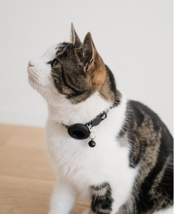 Produktbild Esmée Katzenhalsband (Hund, Katze)