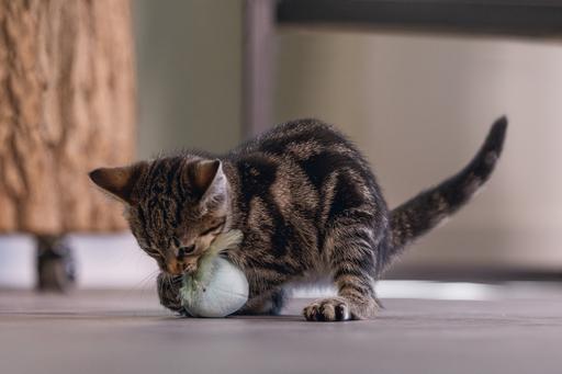 Immagine prodotto Beeztees Gatto giocattolo palla + molla Rizo