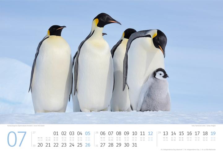 Produktbild Pinguine Kalender 2026