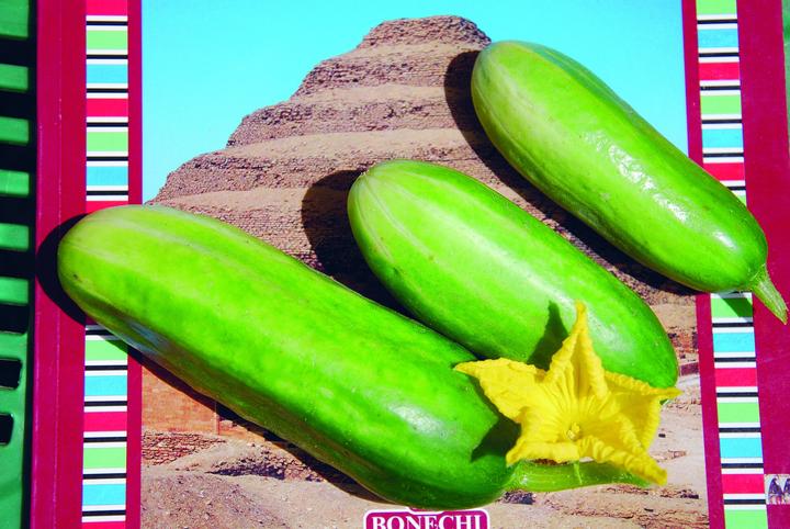 Actual product image Zollinger Bio Cucumber, Cleopatra (Vegetable seeds)