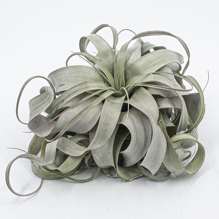 Kakteen Gautschi Tillandsia xerografica (15 cm)