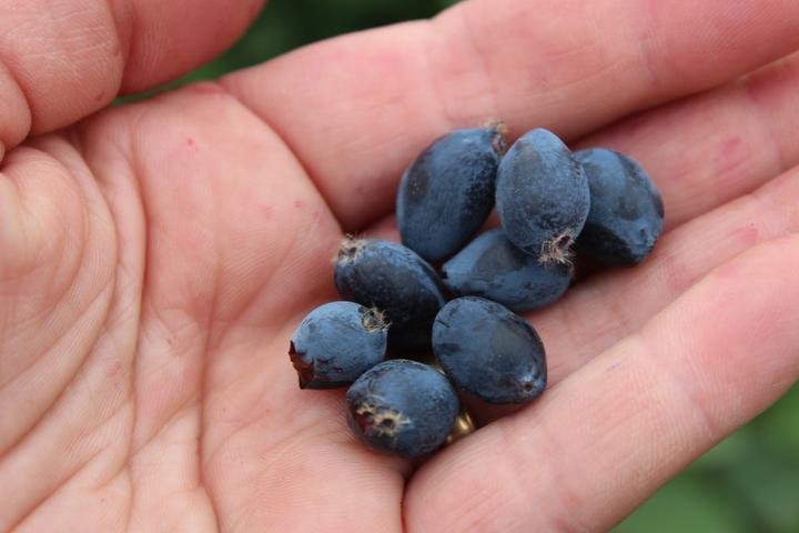 Produktbild Lubera Erstbeere Blue Sea