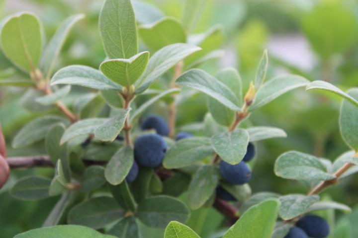 Produktbild Lubera Erstbeere Blue Sea