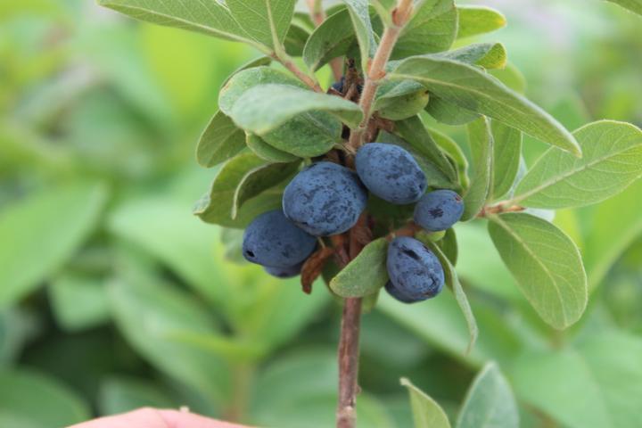 Produktbild Lubera Erstbeere Blue Sea
