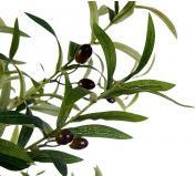 Immagine prodotto Ibergarden Topfpflanze Olivenbaum 150cm (150 cm)