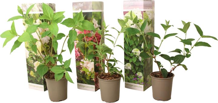 Image du produit Plant in a Box Hortensia Paniculata 'Pink Lady', 'Phantom', 'Silver Dollar' - Set de 3 hortensias (25 cm)