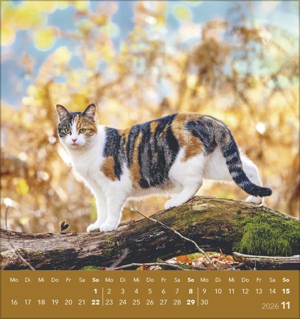 Produktbild Schmusekatzen 2026