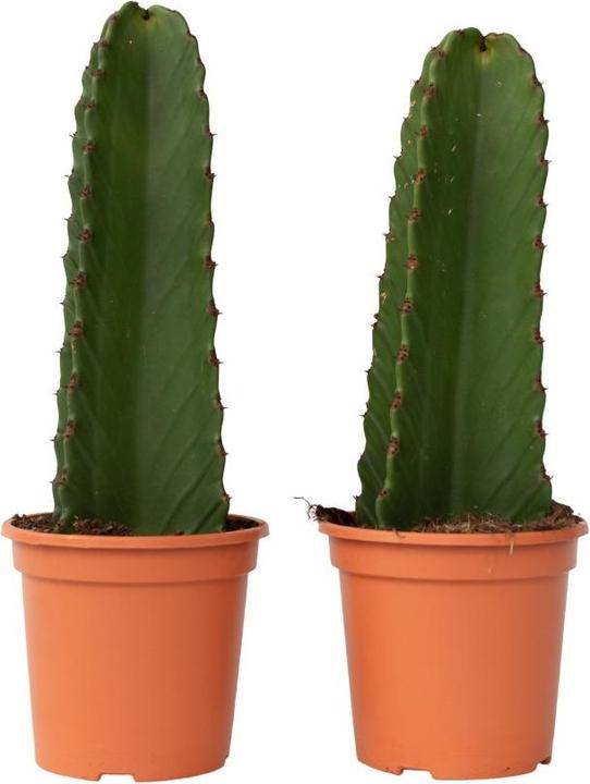 Produktbild Plant in a Box Euphorbia ingens - 2er Set Cowboy-Kaktus (40 cm)