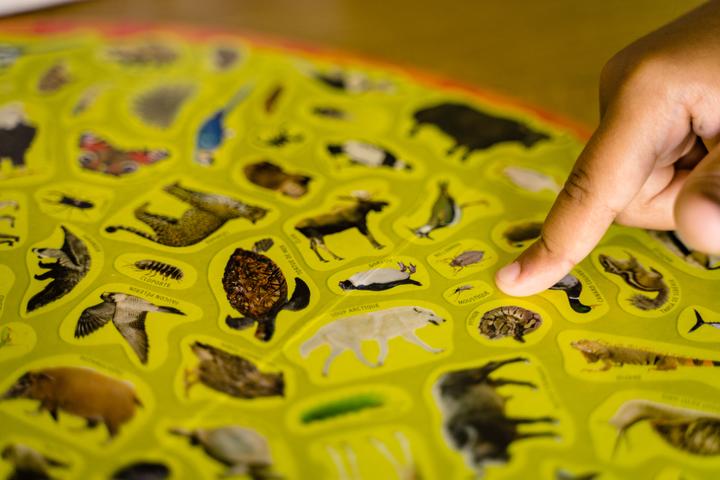Actual product image Nathan Mission animaux board game Fine motor skill (dexterity) (French)