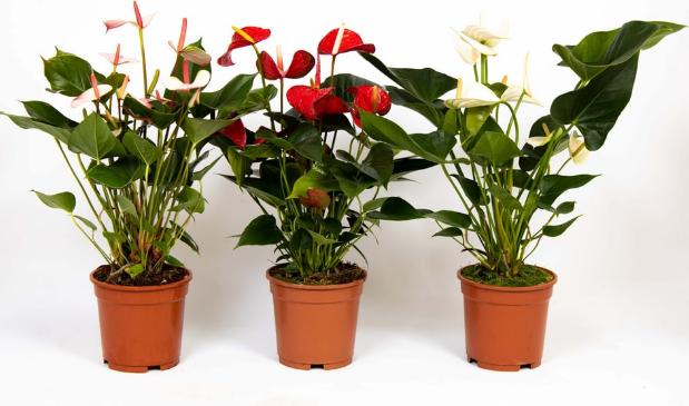 large indoor plant stand Arden main image 1