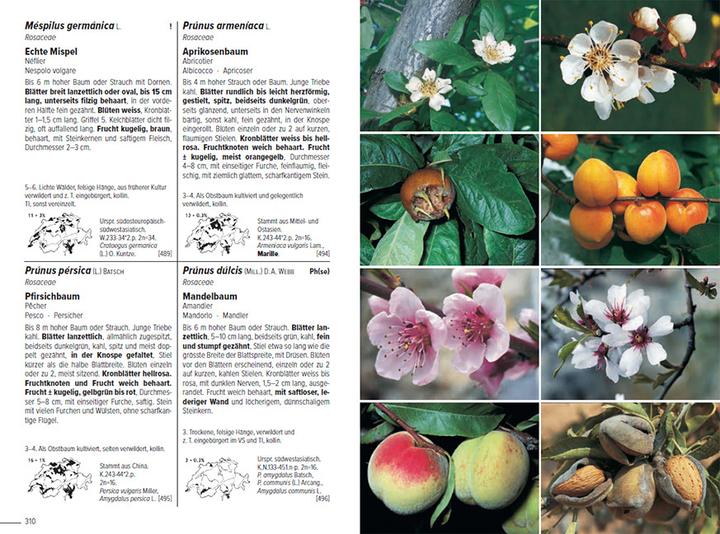 Image du produit Flora Helvetica - Illustrierte Flora der Schweiz (Allemand, Andreas Gygax, Gerhart Wagner, Konrad Lauber, 2024)