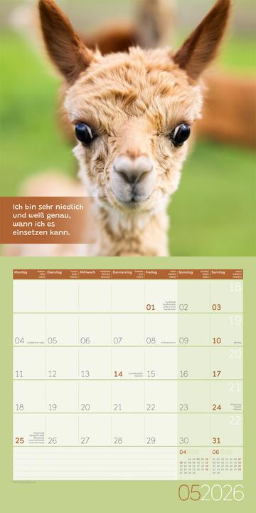 Image du produit No Drama, Lama! Kalender 2026 - 30x30 (30 x 30 cm, Couverture rigide, Allemand)