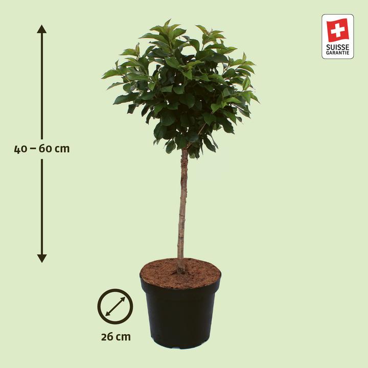 Actual product image Zulauf Dwarf cherry (50 cm)