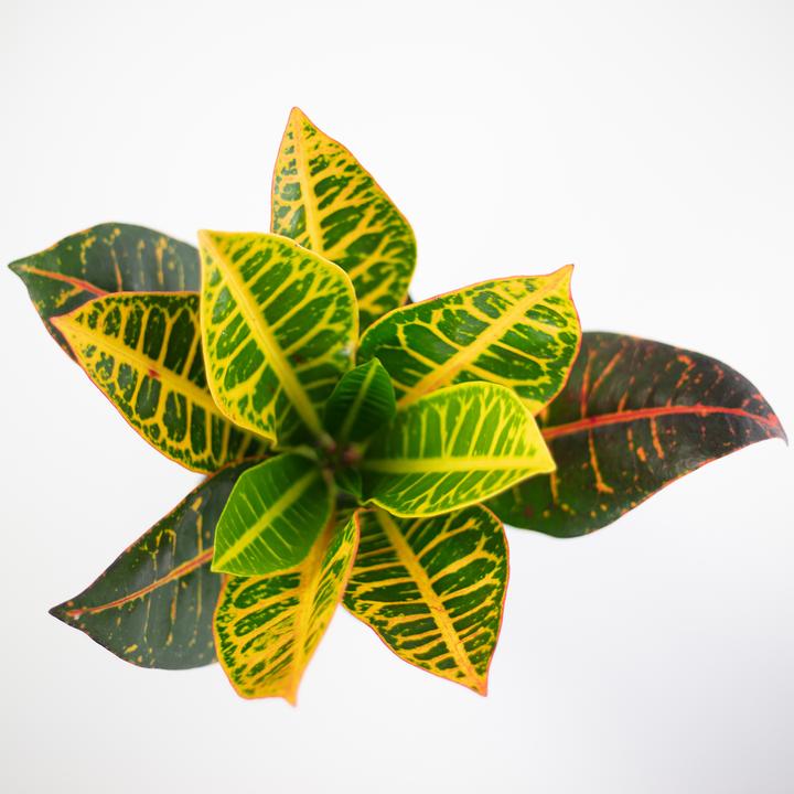 Actual product image Flowerbox Croton Petra - height ca. 40 cm, pot-Ø 13 cm - Codiaeum Petra (20 cm)