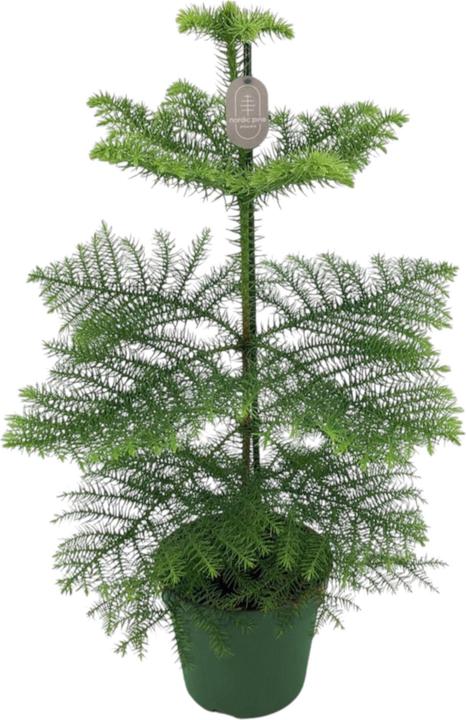 Produktbild Plantlovers Araucaria Heterophylla (Zimmertanne) (65 cm, Frisch umgetopft)