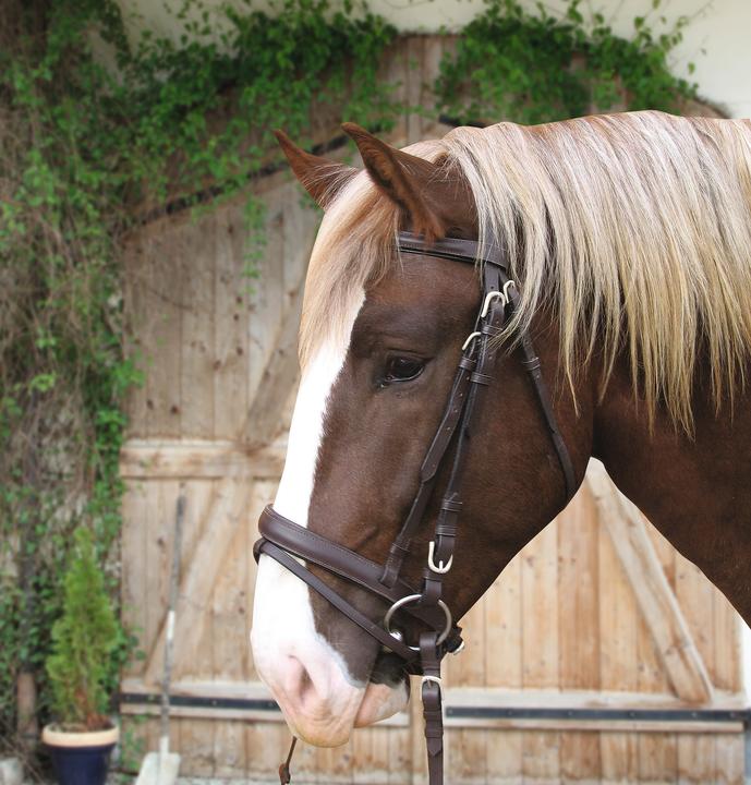 Immagine prodotto Kerbl Briglia Snaffle