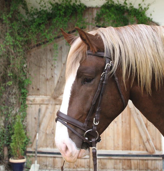 Actual product image Kerbl Snaffle bridle