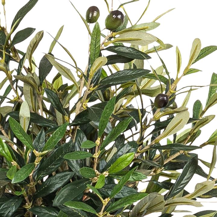 Actual product image Botanic-Haus Olive tree (56 cm)
