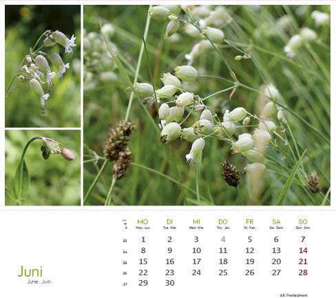 Produktbild HeilpfanzenrundumdenBodensee2026