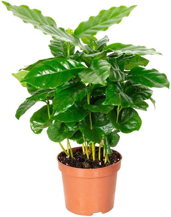 Plantlovers Coffea Arabica (Kaffeepflanze) (25 cm, Freshly repotted)