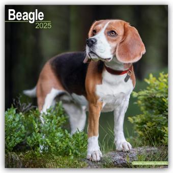 Actual product image Avonside Publishing Ltd:Beagle 2025 - 1 (305 x 305 mm, German)