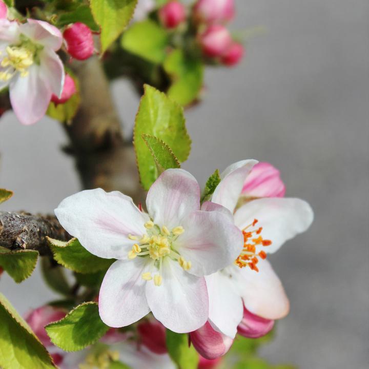 Produktbild Zulauf Säulen-Apfel / Malus (SÄU) Goldlane (100 cm)