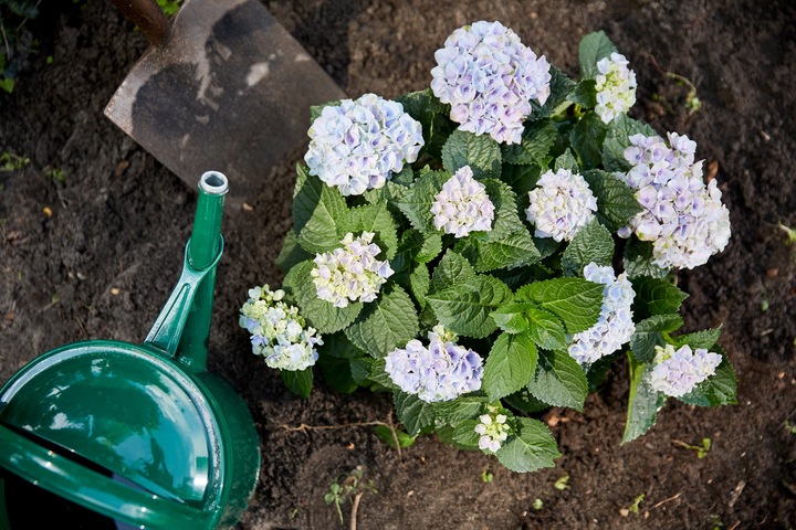 Produktbild Mioplant Moorbeeterde (20 l, Erde ohne Torf)