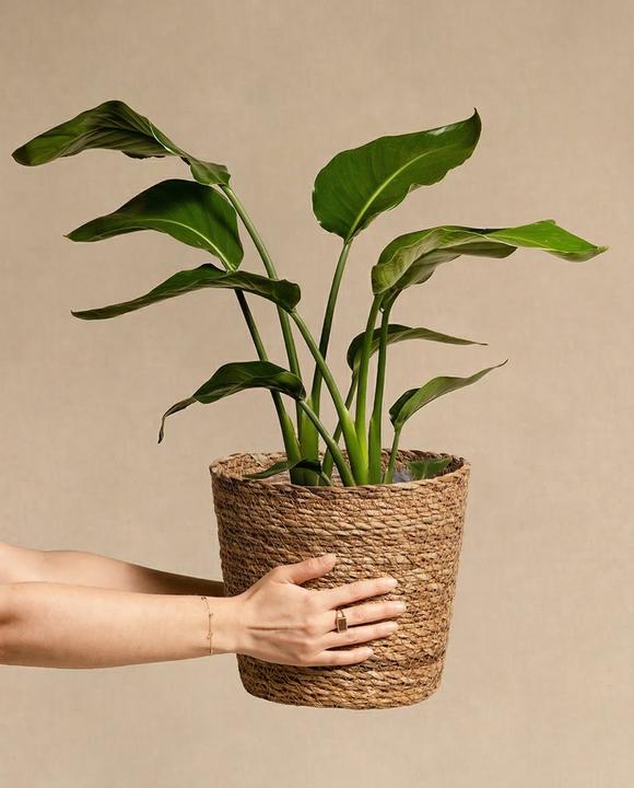 Image du produit feey Kesat (22 x 23 cm)