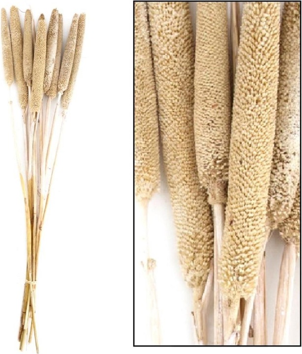 Produktbild Dijk Perlhirse - Pennisetum Glaucum (Trockenblumen)