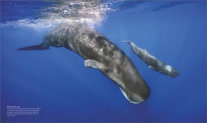Produktbild National Geographic Das geheime Leben der Wale (Deutsch, Brian Skerry, 2022)